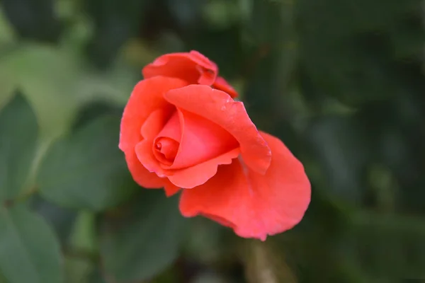 Preciosas Rosas Sobre Fondo Borroso Hojas —  Fotos de Stock