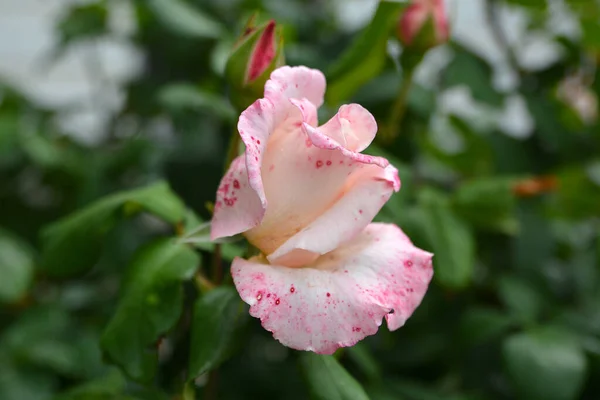 Schöne Rosen Auf Verschwommenem Hintergrund Der Blätter — Stockfoto