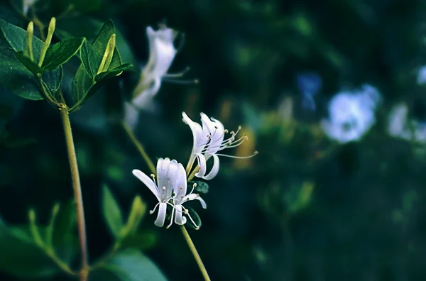 White flowers of Dictamnus albus — Stock Photo, Image