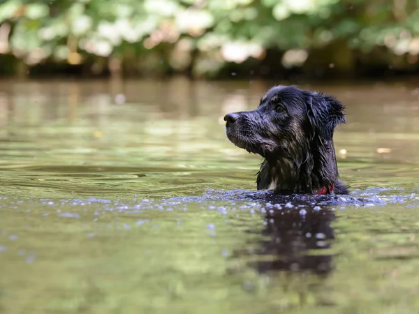 Собака в озере — стоковое фото