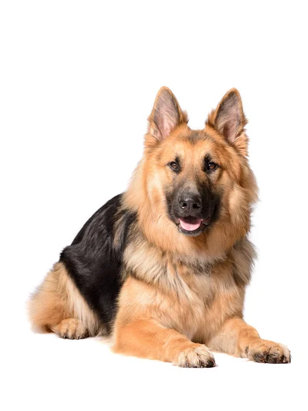 長い髪のジャーマン ・ シェパード犬 ロイヤリティフリーのストック画像