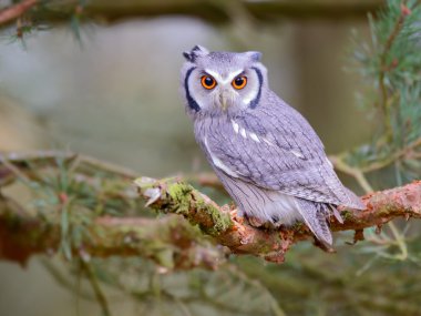 Beyaz yüzlü ishak kuşu