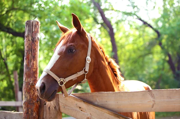 Gember paard boerderij. buitenshuis — Stockfoto