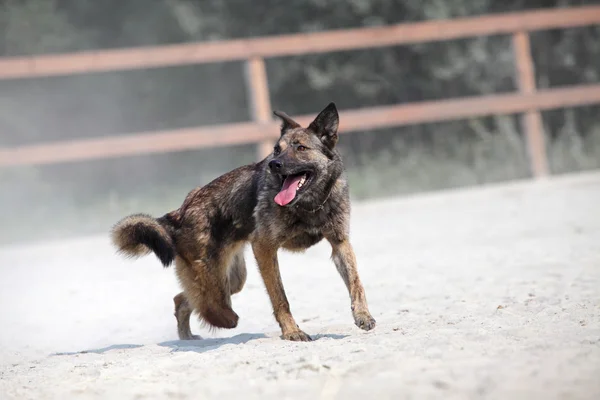 Perro sin pierna. Animal infeliz — Foto de Stock