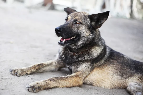 Perro sin pierna. Animal infeliz — Foto de Stock