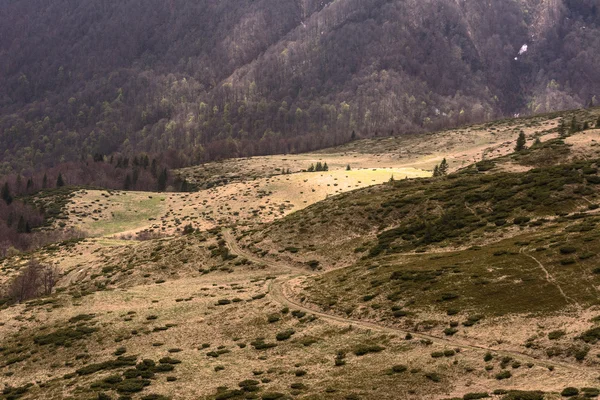 mountain tundra with forest and road