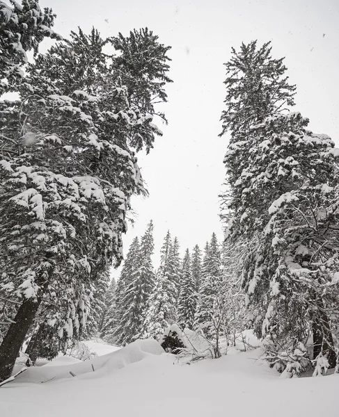 Верхушки деревьев и снег — стоковое фото