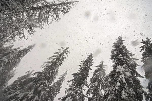 树顶和降雪 — 图库照片