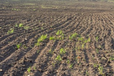 sıra sıra ekilmiş toprağın deseni
