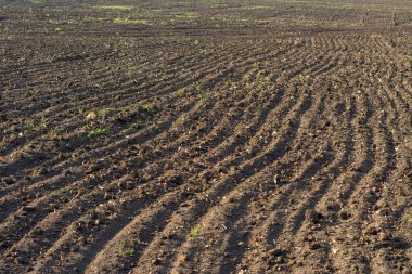 sıra sıra ekilmiş toprağın deseni