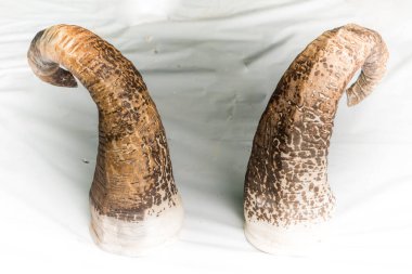 beyaz arkaplanda seramik boynuzlar