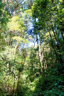 Kew mae pan Doi Inthanon Milli Parkı, chiangmai, Tayland