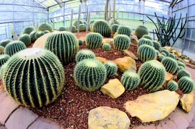 Kraliçe Sirikit Botanik Bahçesi, chiangmai, Tayland