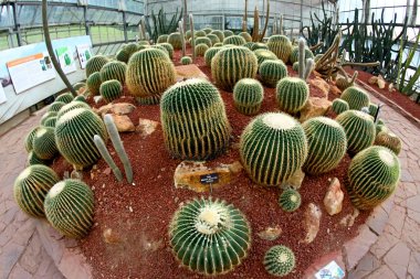 Kraliçe Sirikit Botanik Bahçesi, chiangmai, Tayland