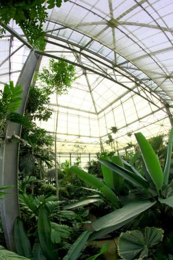 Kraliçe Sirikit Botanik Bahçesi, chiangmai, Tayland