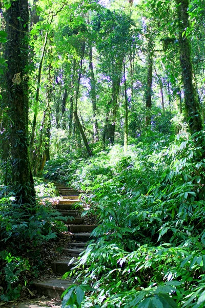 Kew mae pan Doi Inthanon National Park, chiangmai, thailandia — Foto Stock