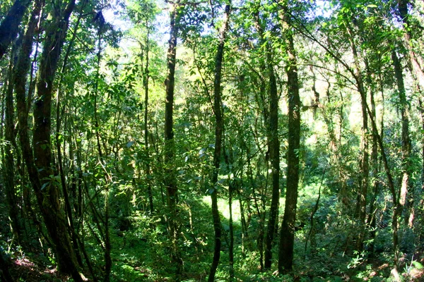 Kew mae παν Doi Inthanon εθνικό πάρκο, chiangmai, Ταϊλάνδη — Φωτογραφία Αρχείου