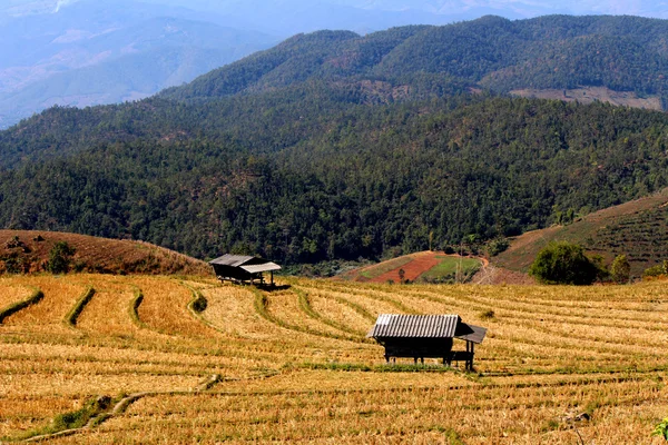 Campo de arrozal com terraços — Fotografia de Stock