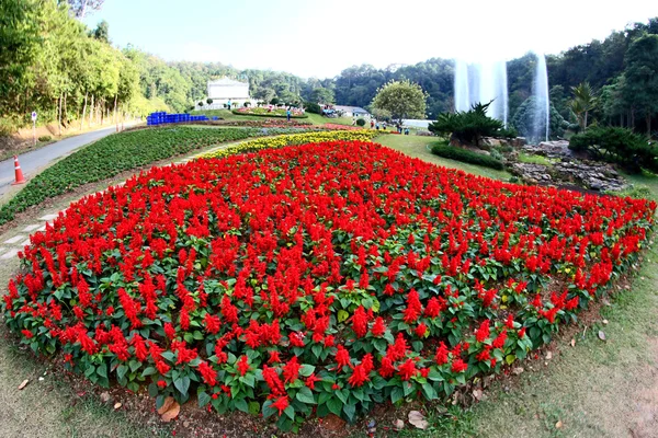 퀸 시리 킷 식물원, 치앙마이, 태국 — 스톡 사진