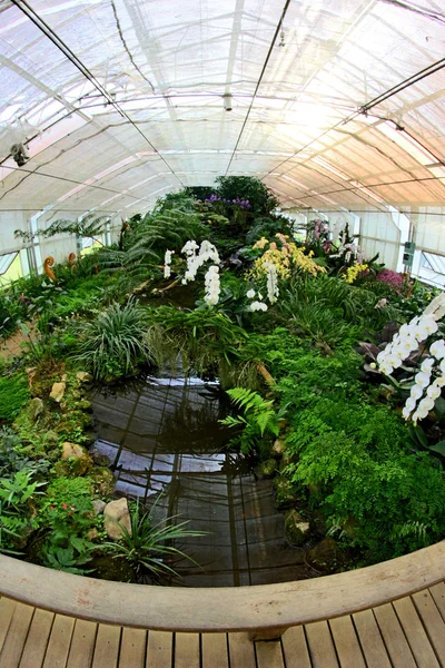 Koningin Sirikit botanische tuin, chiangmai, thailand — Stockfoto