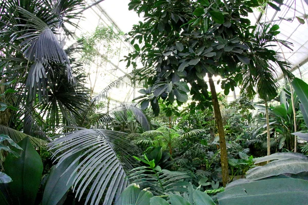 Ogród botaniczny Queen Sirikit, chiangmai, Tajlandia — Zdjęcie stockowe