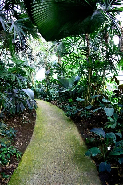 Jardín Botánico Reina Sirikit, chiangmai, Tailandia — Foto de Stock