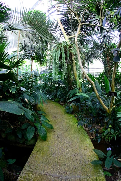 Kraliçe Sirikit Botanik Bahçesi, chiangmai, Tayland — Stok fotoğraf