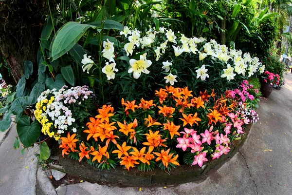 Jardín de flores foto — Foto de Stock