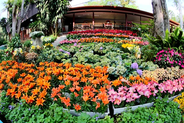 Giardino dei fiori foto — Foto Stock