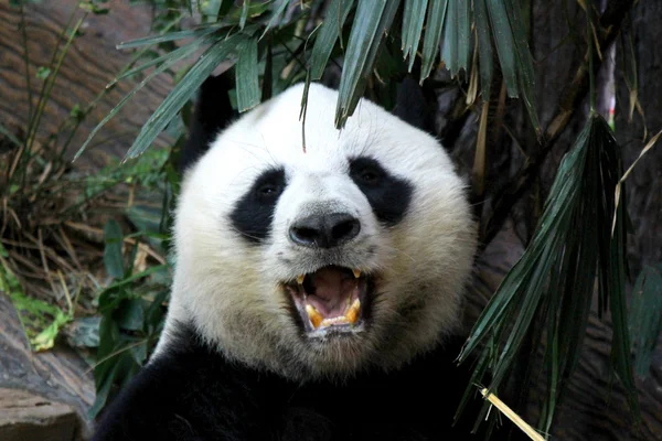 Panda, Chiangmai, Thailand — Stockfoto