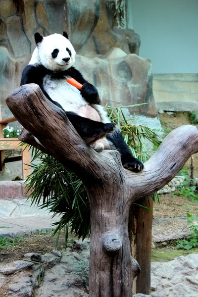 Panda animal comer cenoura — Fotografia de Stock