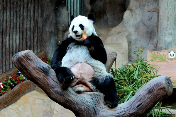 Panda animal comer cenoura — Fotografia de Stock