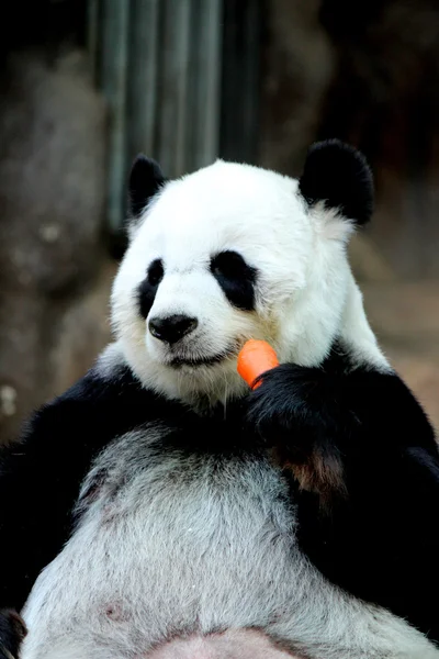 Панда тварина їсть моркву — стокове фото