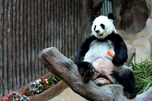 Panda-Tier frisst Möhre — Stockfoto