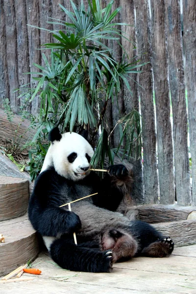Panda, chiangmai, Tayland Stok Resim