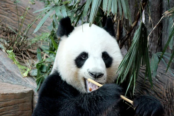 Panda, chiangmai, Tajlandia — Zdjęcie stockowe