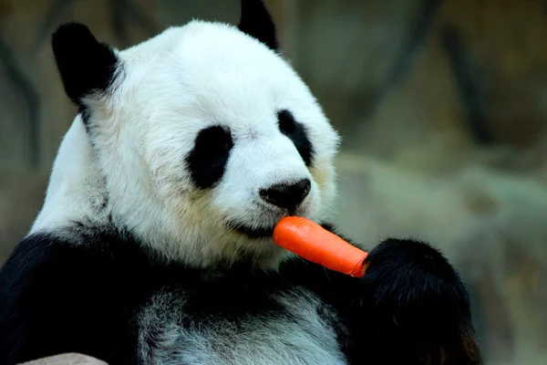 Panda animal comiendo zanahoria — Foto de Stock