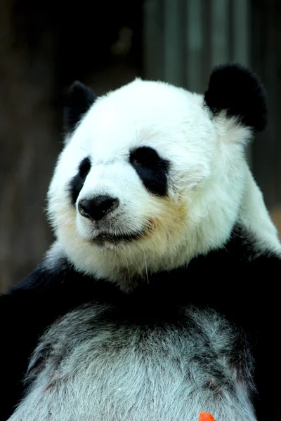 Крупним планом портрет панди — стокове фото