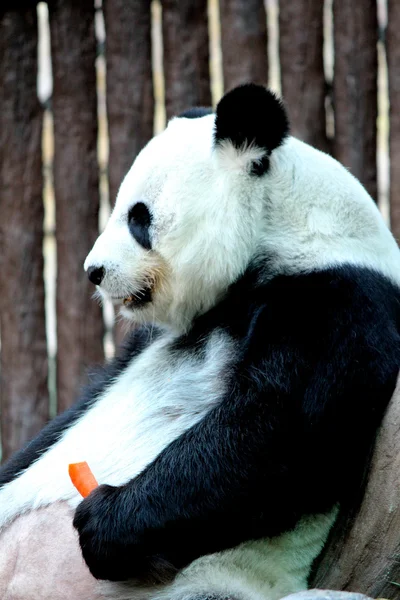 Панда тварина їсть моркву — стокове фото