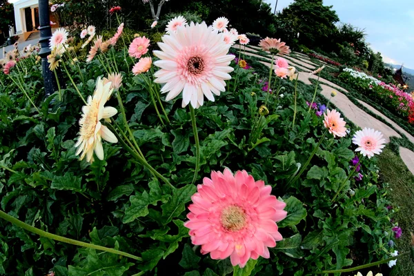 Flower garden photo design — Stock Photo, Image