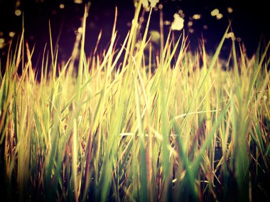 Güzel çiçek vintage tarzı ve filtre görüntüleri düzenleme