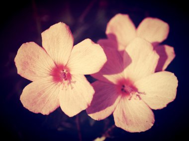 Güzel çiçek vintage tarzı ve filtre görüntüleri düzenleme