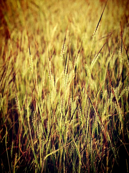 Mooie bloem in vintage stijl en bewerken door filter beelden — Stockfoto