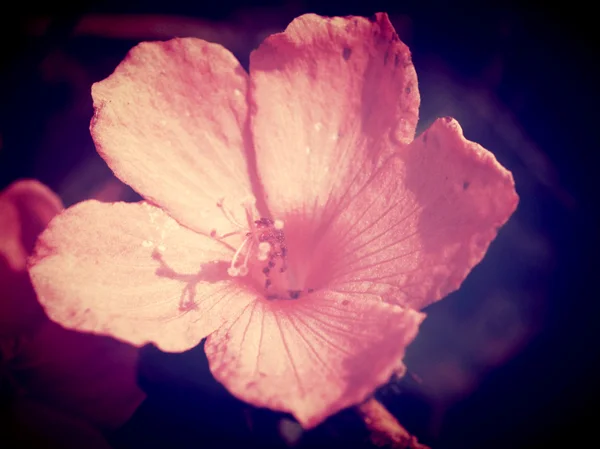 Mooie bloem in vintage stijl en bewerken door filter beelden — Stockfoto