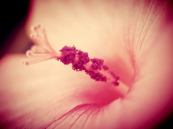 Bela flor em estilo vintage e editar por imagens de filtro — Fotografia de Stock