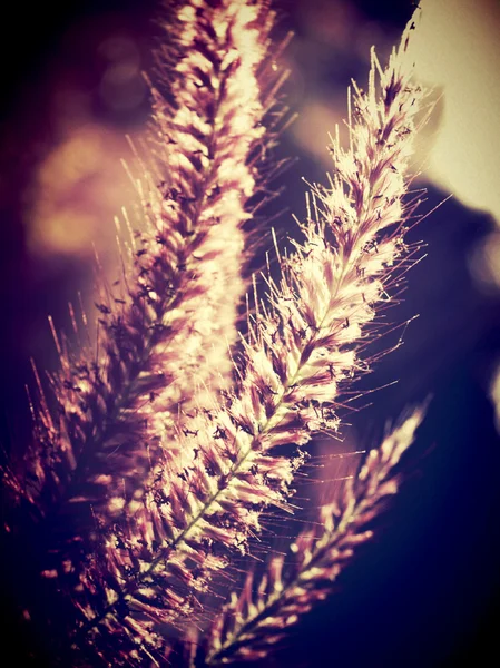 Vakker, vill blomst i årgang og redigert med filterbilder – stockfoto