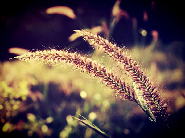 Beautiful wild flower in vintage style and edit by filter images — Stock Photo, Image