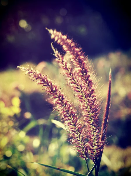 Bellissimo fiore selvatico in stile vintage e modificare per immagini di filtro — Foto Stock