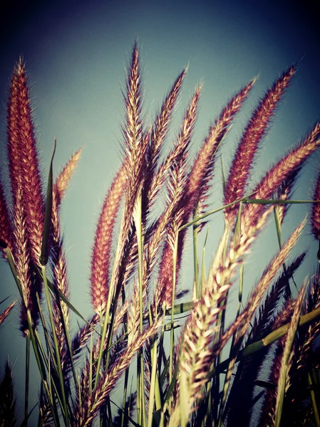 Mooie wild bloem in vintage stijl en bewerken door filter beelden — Stockfoto