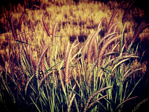 Mooie wild bloem in vintage stijl en bewerken door filter beelden — Stockfoto